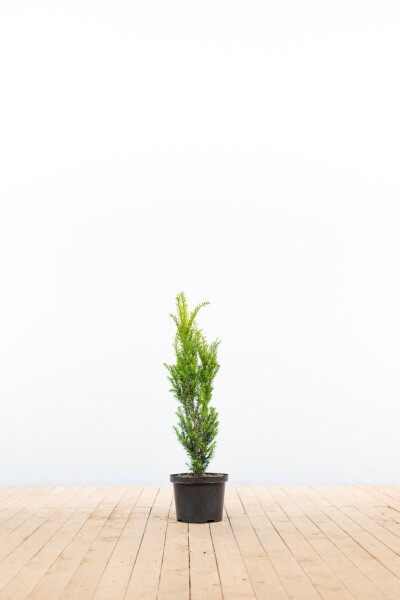 Taxus × media 'Hillii' 60-80 cm - Potte