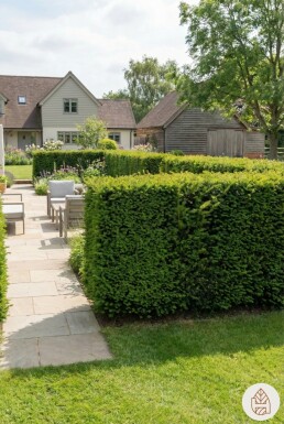 Taxus × media 'Hillii' 60-80 cm - Potte