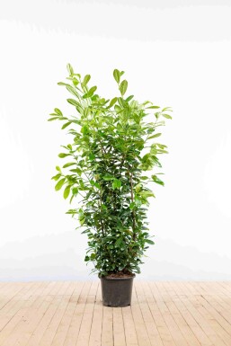 Prunus laurocerasus 'Novita' 150-175 cm - Potte