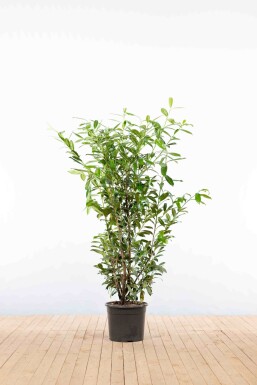 Prunus laurocerasus 'Caucasica' 125-150 cm - Potte