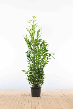 Prunus laurocerasus 'Caucasica' 150-175 cm - Potte