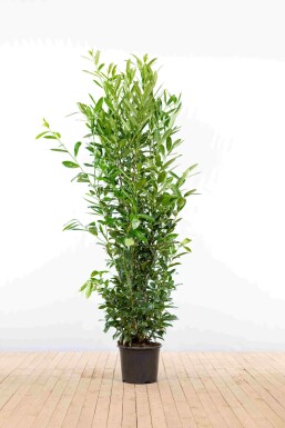 Prunus laurocerasus 'Caucasica' 175-200 cm - Potte