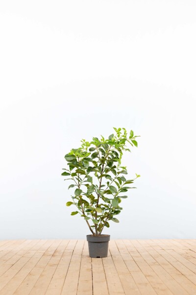 Prunus laurocerasus 'Etna' 80-100 cm - Potte