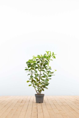 Prunus laurocerasus 'Etna' 80-100 cm - Potte
