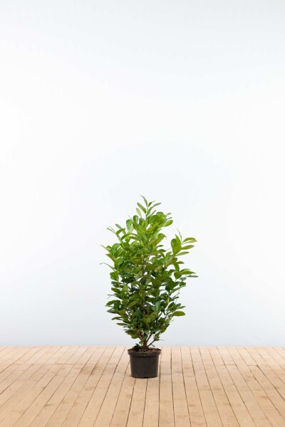 Prunus laurocerasus 'Etna' 100-125 cm - Potte