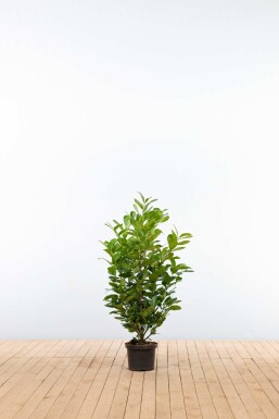 Prunus laurocerasus 'Etna' 100-125 cm - Potte