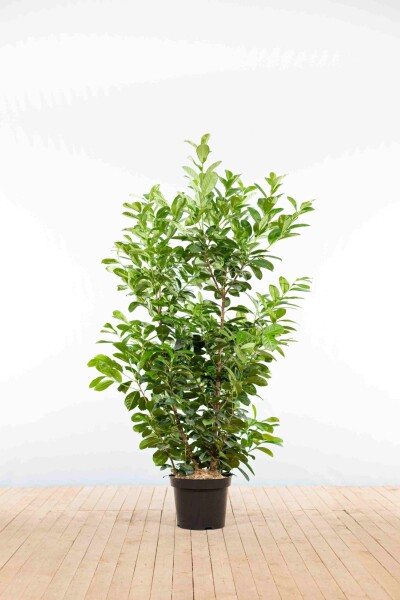 Prunus laurocerasus 'Etna' 125-150 cm - Potte