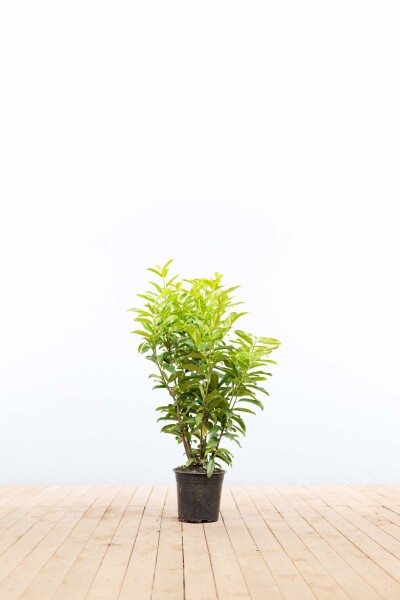 Prunus laurocerasus 'Genolia' 60-80 cm - Potte