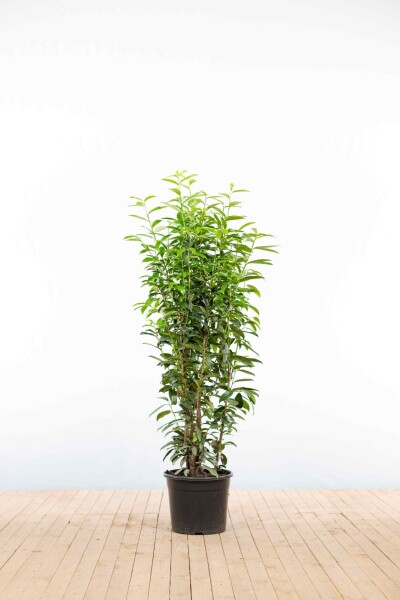 Prunus laurocerasus 'Genolia' 125-150 cm - Potte