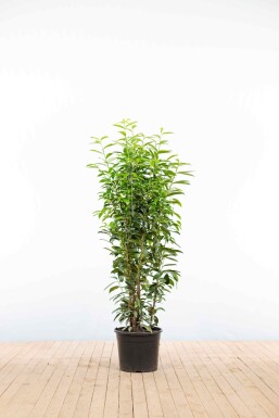 Prunus laurocerasus 'Genolia' 125-150 cm - Potte