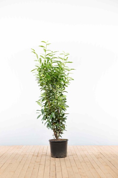 Prunus laurocerasus 'Genolia' 150-175 cm - Potte