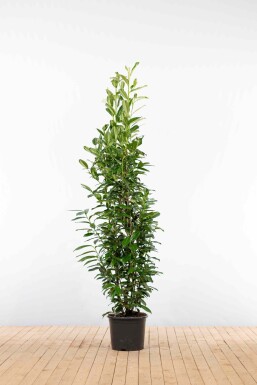 Prunus laurocerasus 'Genolia' 175-200 cm - Potte