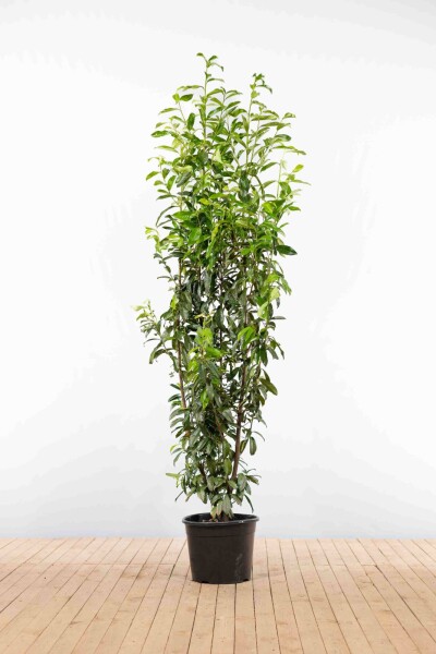 Prunus laurocerasus 'Genolia' 200-225 cm - Potte