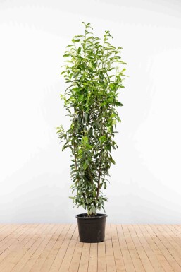 Prunus laurocerasus 'Genolia' 200-225 cm - Potte