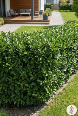 Prunus laurocerasus 'Genolia' 200-225 cm - Potte