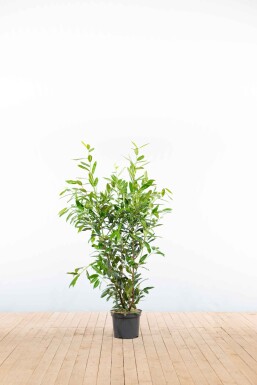 Prunus laurocerasus 'Herbergii' 100-125 cm - Potte