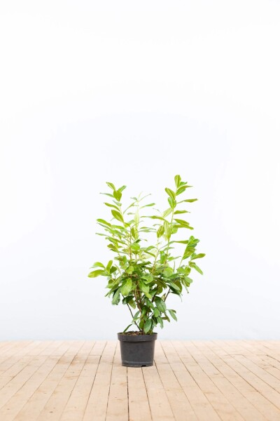 Prunus laurocerasus 'Novita' 80-100 cm - Potte