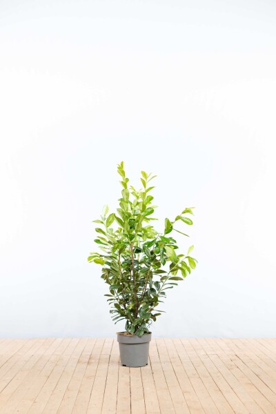 Prunus laurocerasus 'Novita' 100-125 cm - Potte