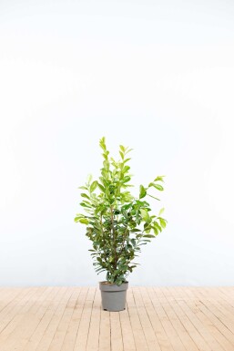 Prunus laurocerasus 'Novita' 100-125 cm - Potte
