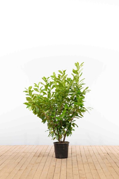 Prunus laurocerasus 'Novita' 125-150 cm - Potte