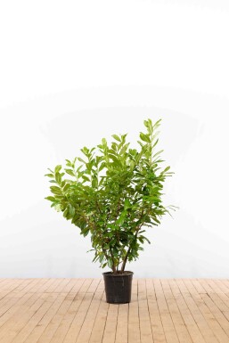 Prunus laurocerasus 'Novita' 125-150 cm - Potte