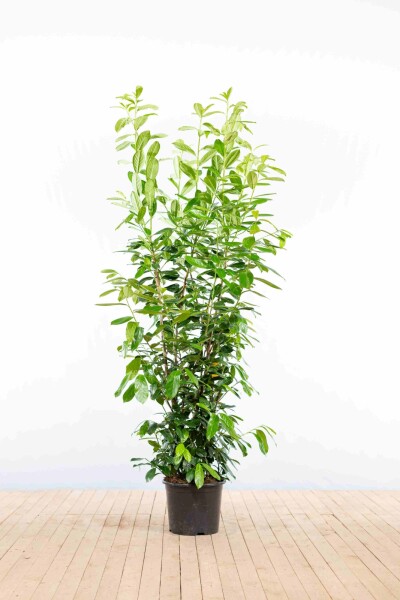 Prunus laurocerasus 'Novita' 175-200 cm - Potte