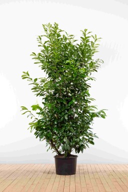 Prunus laurocerasus 'Novita' 200-225 cm - Potte