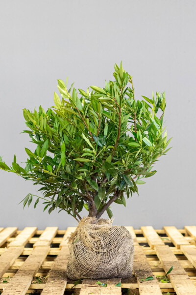 Prunus laurocerasus 'Otto Luyken' 40-50 cm - Potte