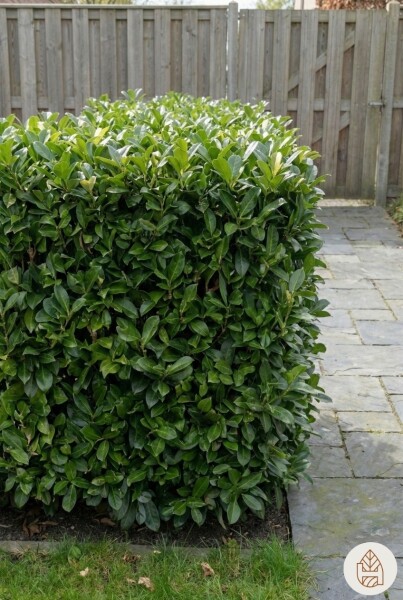 Prunus laurocerasus 'Otto Luyken' 40-50 cm - Potte