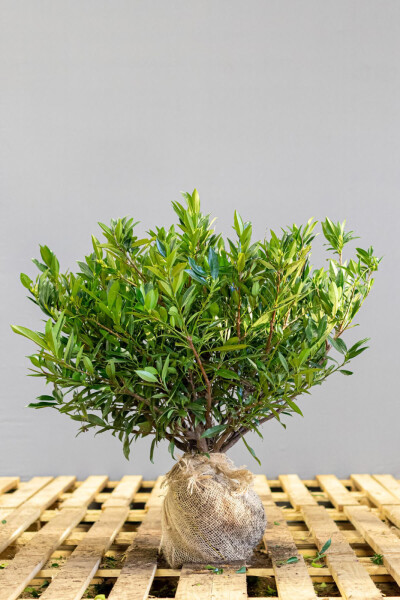 Prunus laurocerasus 'Otto Luyken' 50-60 cm - Potte
