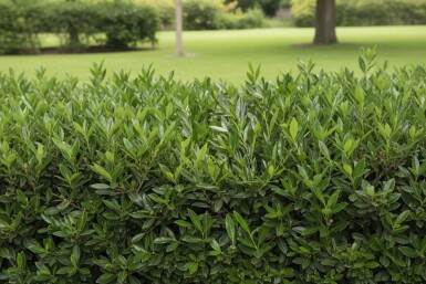 Prunus laurocerasus 'Otto Luyken' 50-60 cm - Potte