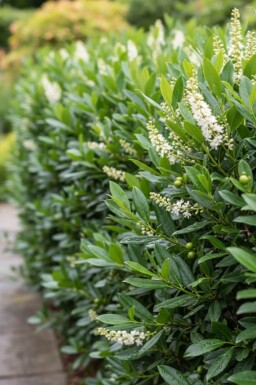 Prunus laurocerasus 'Otto Luyken' 50-60 cm - Potte