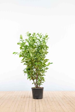 Prunus laurocerasus 'Rotundifolia' 125-150 cm - Potte