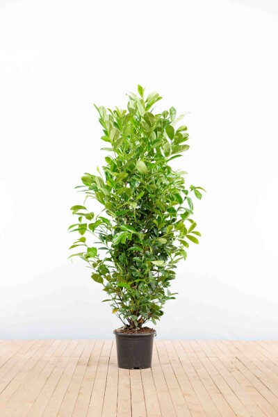 Prunus laurocerasus 'Rotundifolia' 150-175 cm - Potte