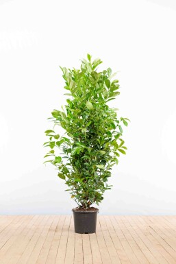 Prunus laurocerasus 'Rotundifolia' 150-175 cm - Potte