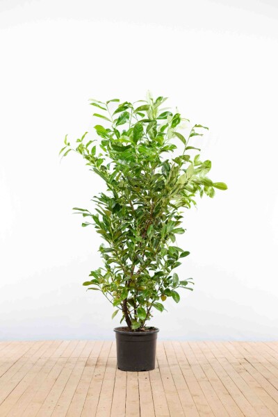Prunus laurocerasus 'Rotundifolia' 175-200 cm - Potte