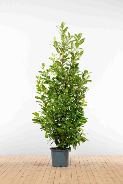 Prunus laurocerasus 'Rotundifolia' 200-225 cm - Potte