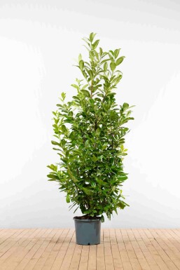 Prunus laurocerasus 'Rotundifolia' 200-225 cm - Potte