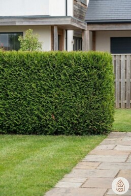 Thuja occidentalis 'Brabant' 160-180 cm - Potte