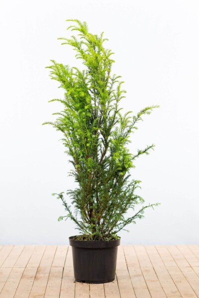 Taxus baccata 120-140 cm - Potte