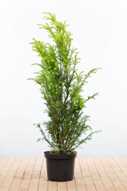 Taxus baccata 120-140 cm - Potte