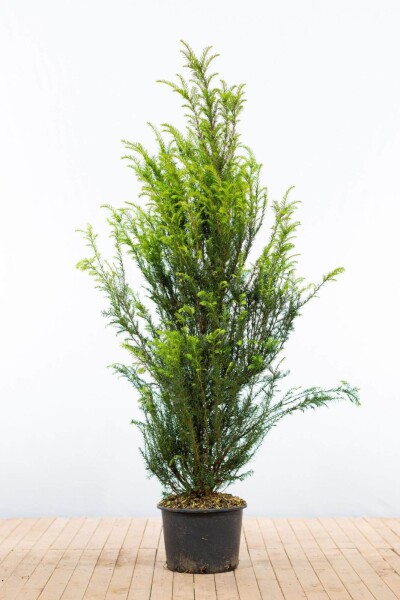 Taxus baccata 140-160 cm - Potte