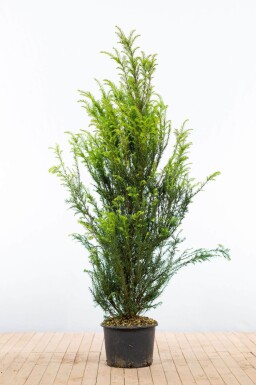 Taxus baccata 140-160 cm - Potte