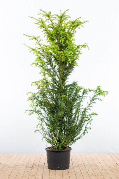 Taxus baccata 160-180 cm - Potte