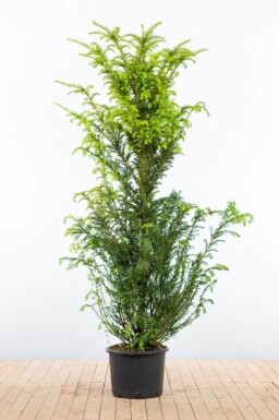 Taxus baccata 160-180 cm - Potte