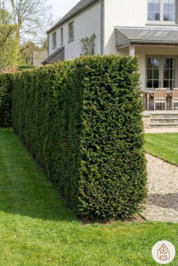 Taxus baccata 180-200 cm - Potte