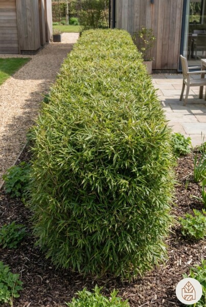 Fargesia nitida 200-225 cm - Potte