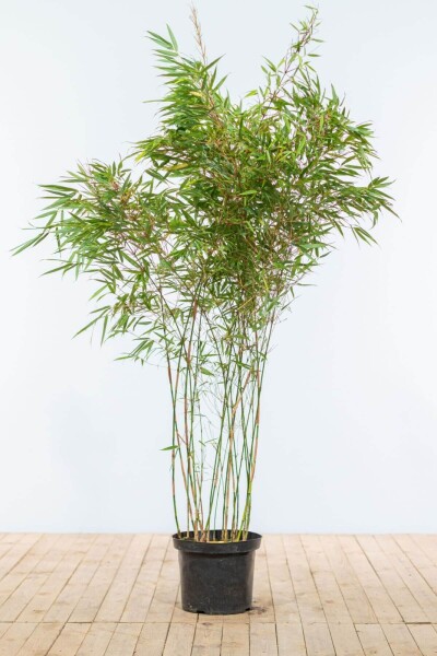 Fargesia rufa 150-175 cm - Potte