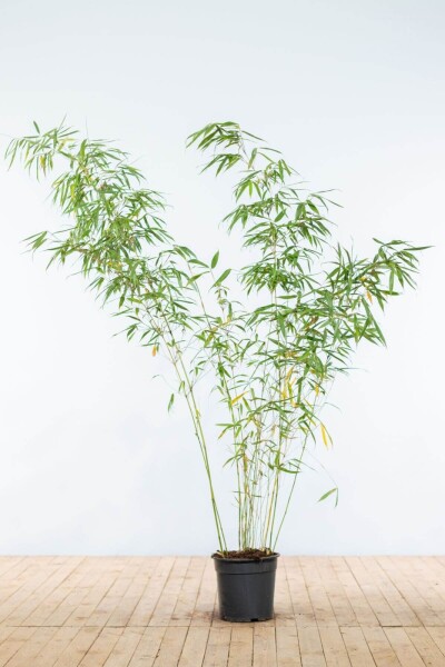 Fargesia rufa 175-200 cm - Potte
