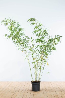 Fargesia rufa 175-200 cm - Potte